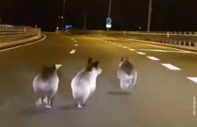 Medvedići trče za automobilima usred noći  na obilaznici oko Rijeke