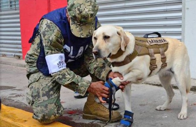 Ženka labradora postala heroj, spasila 52 života nakon zemljotresa