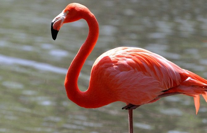 Muškarac do smrti silovao ružičastog flaminga