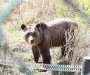 Spašeni od ljudi: 19 medvjeda srećno živi u azilu kod Prištine
