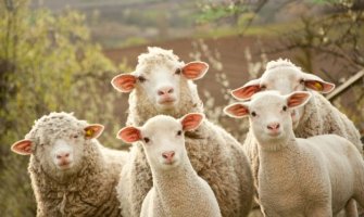 Zašto brojimo ovce kod nesanice?