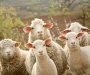 Zašto brojimo ovce kod nesanice?