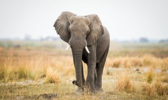Više od 200 slonova uginulo u Keniji od posledica suše
