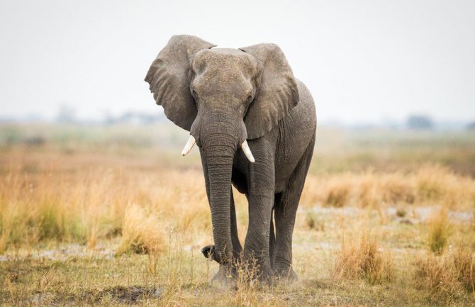 Slon pregazio ženu u Nacionalnom parku
