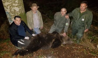 Uhvaćen jedan od najvećih medvjeda na Balkanu: Nikola markiran na Biogradskoj gori