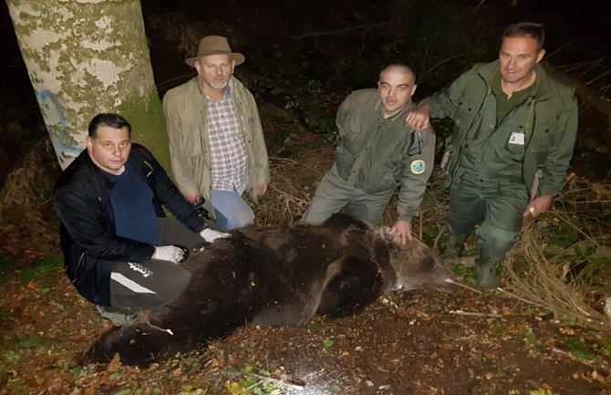 Uhvaćen jedan od najvećih medvjeda na Balkanu: Nikola markiran na Biogradskoj gori