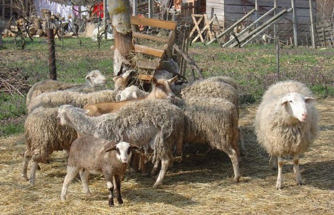 Bijelo Polje: Psi napali stado ovaca 