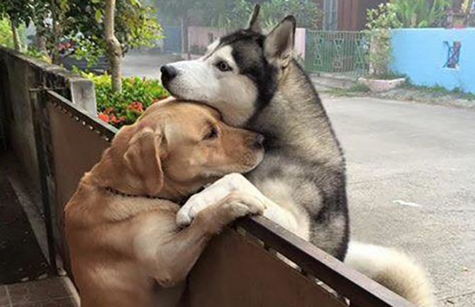 Prijateljstvo iz komšiluka: Zagrljaj haskija i labradora preko ograde