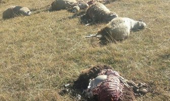 Bijelo Polje: Vukovi zaklali 12 ovaca