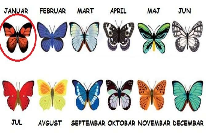 Saznajte šta leptiri vašeg mjeseca rođenja otkrivaju o sudbini koja vas čeka