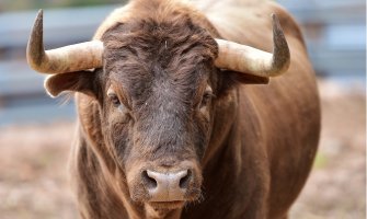 Golfom udario u bika: Krivična prijava protiv vlasnika životinje