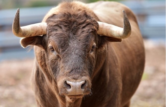 Golfom udario u bika: Krivična prijava protiv vlasnika životinje