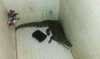 Neočekivani gost:  Krokodila od tri metra zatekao u kući