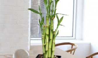 Bambus privlači pozitvnu energiju: Unesite ga u vaš dom!