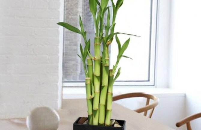 Bambus privlači pozitvnu energiju: Unesite ga u vaš dom!
