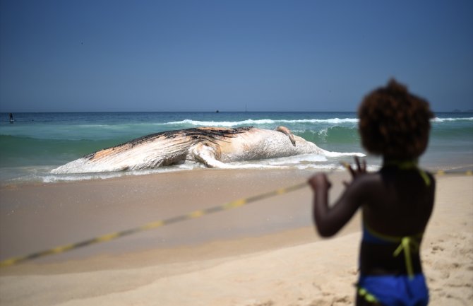 Rio de Žaneiro: Ogromni kit se nasukao i uginuo