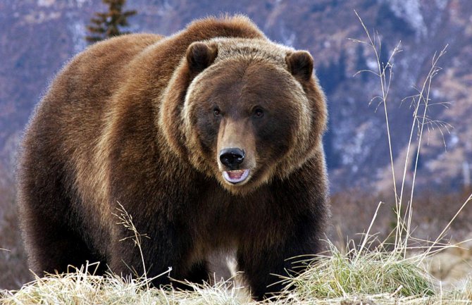 Medved pobjegao od vriska Hercegovke