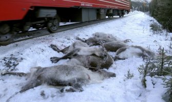 Norveška: Vozovi usmrtili preko 100 irvasa