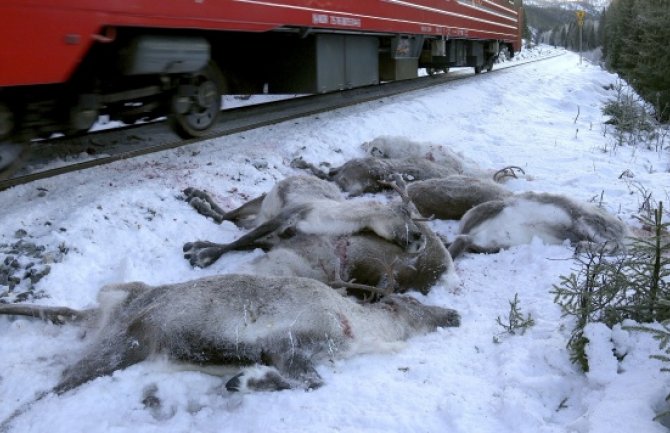 Norveška: Vozovi usmrtili preko 100 irvasa