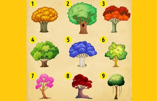 Izaberite drvo i saznajte šta vas očekuje naredne godine