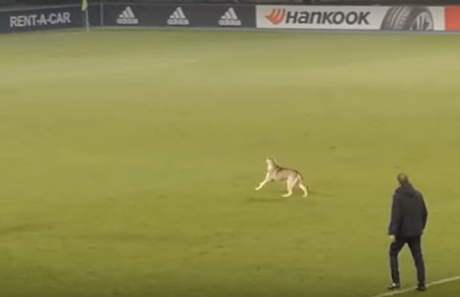 Skoplje: Pas prekinuo utakmicu pa se zaigrao na terenu (VIDEO)