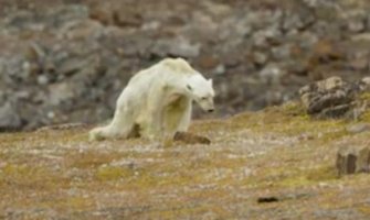 Biolog snimio izgladnjelog bijelog medvjeda: Taj prizor će me zauvijek progoniti(VIDEO)