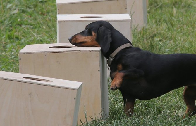 Rogozin udomio psa koji je bio u eksperimentu predstavljenom Vučiću
