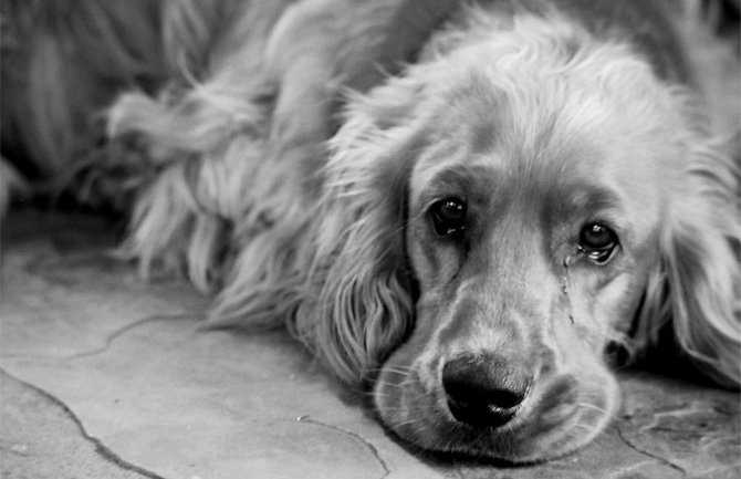 Srbija: Pas na seoskoj stanici godinu dana čeka vlasnika koji nikad neće doći