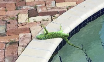 Florida: Iguane se koče i padaju sa drveća od hladnoće