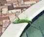 Florida: Iguane se koče i padaju sa drveća od hladnoće