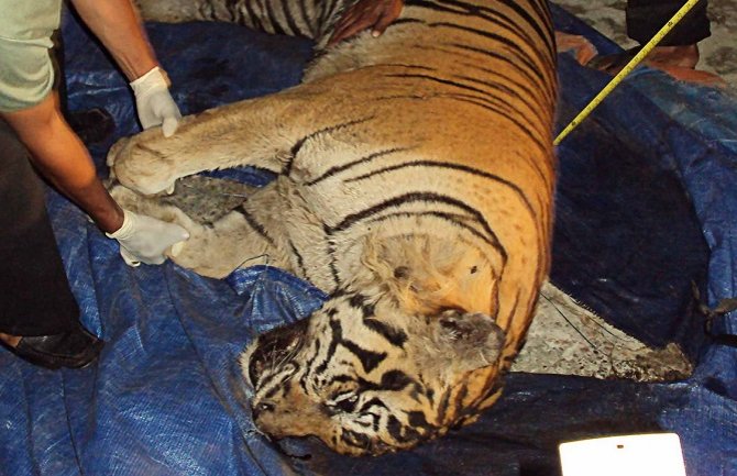 Sumatra: Žena preminula nakon napada tigra