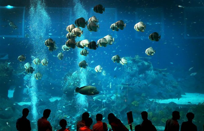 Nova turistička atrakcija: Crna Gora dobija prvi javni akvarijum