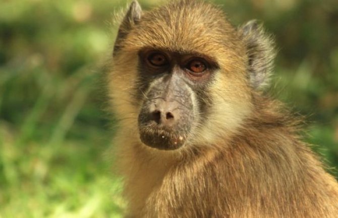Pariz: Majmuni pobjegli iz zoološkog vrta, naređena evakuacija