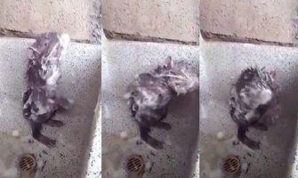 Pogledajte pacova koji se tušira kao čovjek (VIDEO)