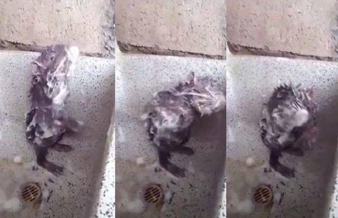 Pogledajte pacova koji se tušira kao čovjek (VIDEO)