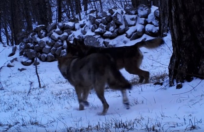 Svoji na svome: Pogledajte snimak vukova u prirodnom okruženju (VIDEO)