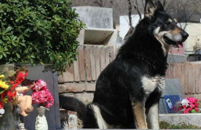Uginuo pas koji je 12 godina proveo na grobu vlasnika (FOTO/VIDEO)