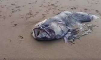 More izbacilo neobično stvorenje na obalu, niko ne zna šta je 
