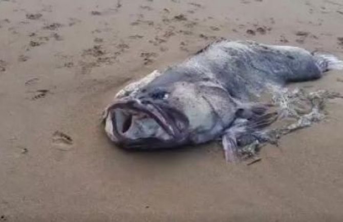 More izbacilo neobično stvorenje na obalu, niko ne zna šta je 