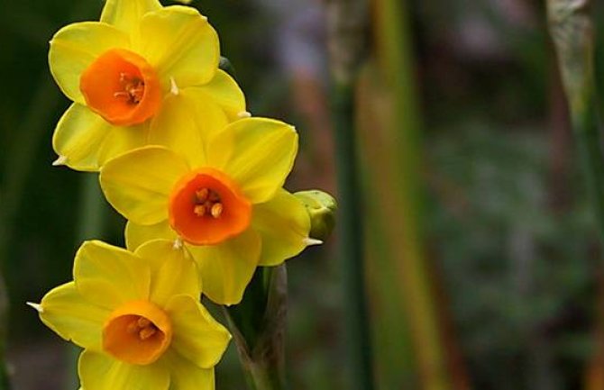 OVAJ cvijet raste u skoro svačijoj bašti, a pomaže u liječenju raka