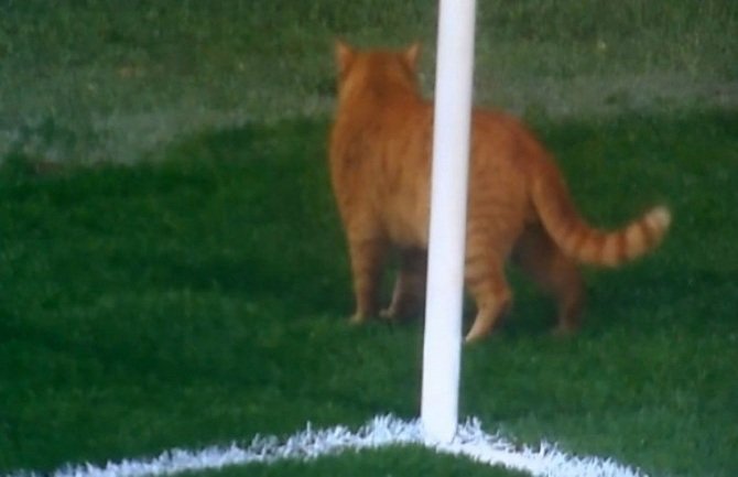 Mačka prekinula utakmicu u Istanbulu (VIDEO)