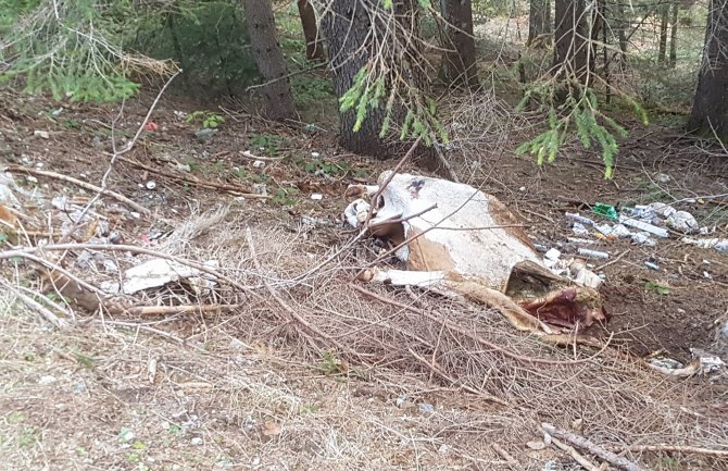 Još jedan ekološki incident: Mrtva krava na putu Rožaje-Petnjica(FOTO)
