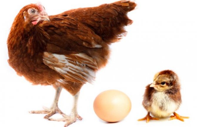  Šta je starije kokoška ili jaje? Naučnici konačno odgovorili