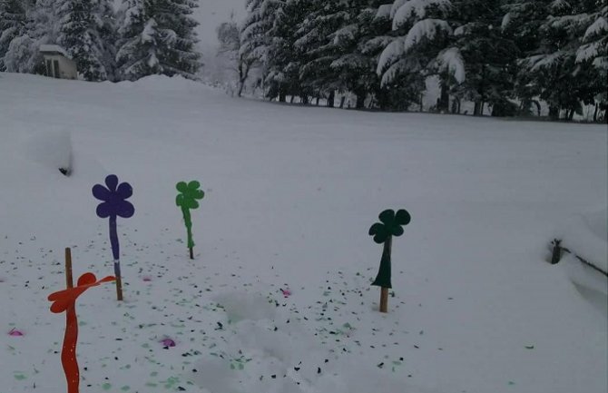 Cvjetna bašta u snijegu u Mojkovcu i bijelo proljeće (FOTO)
