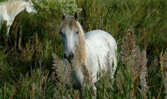 Uginulo oko 30 divljih konja sa Skadarskog jezera 