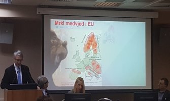 Interventni tim štitiće mrkog medvjeda u Crnoj Gori