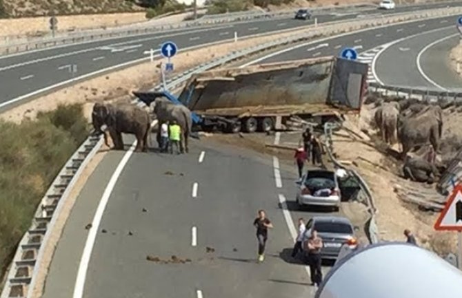 Španija: Prevrnuo se kamion iz cirkusa, slonovi trčali po cesti, jedan uginuo(VIDEO)