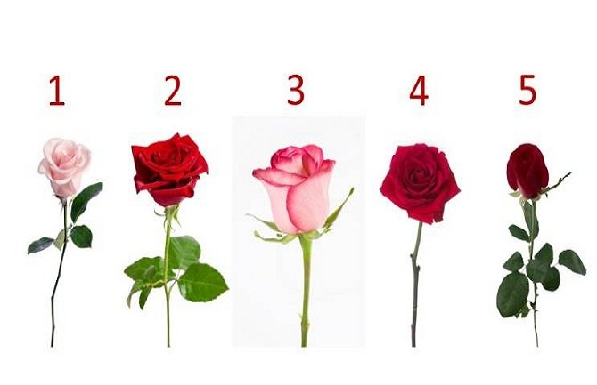 Izaberite ružu i saznajte da li će vam se ostvariti najveća želja