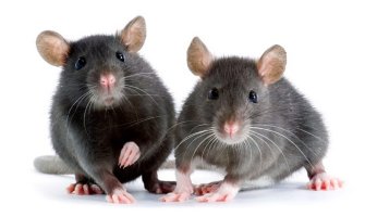 Policajci dobili otkaz, za nestalu drogu optužili miševe