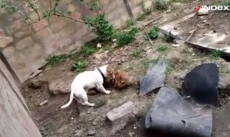 Stravičan prizor: U skloništu za životinje pas jede drugog (VIDEO)